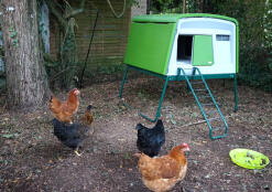 Belleysan pullets with large Eglu Cube