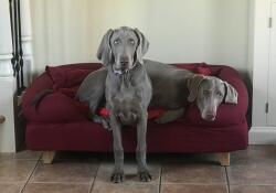 Two dogs in a red dog bed