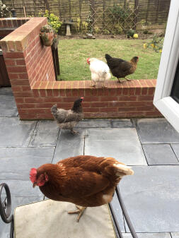 My girls love my company in the garden, they call to me! 