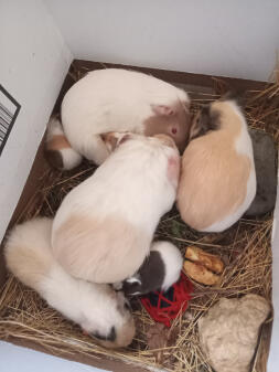 7 guinea pigs