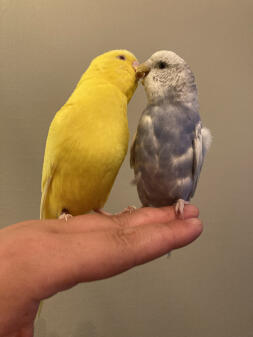 My 2 parakeets