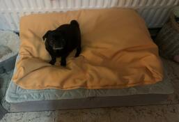 A little pug sitting on a large grey dog bed with a yellow beanbag topper