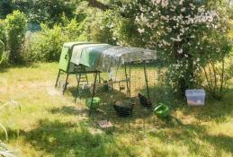 Chickens inside of the run of their green Eglu Cube chicken coop.