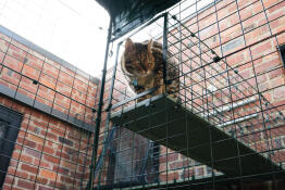 A cat using the Catio Tunnel attached to a Catio.