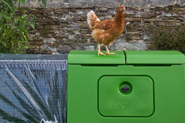 Close up of hen stood on green Eglu Cube chicken coop roof, with run and clear weather protection run cover attached.