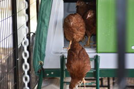 Close up shot of chickens coming down the ladder from inside green Eglu Cube chicken coop