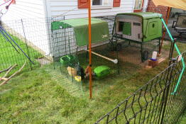 An Omlet chicken coop with a perch inside.