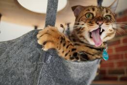 A cat meowing in the hammock on the freestyle cat tree.