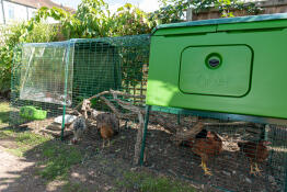 A green Eglu Cube chicken coop with 3m run set up in a garden.