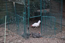 chickens inside an omlet walk in run