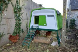 a large green cube chicken coop with three chickens underneath