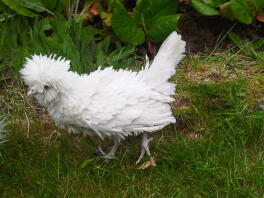 Frizzle Chickens | Frizzle For Sale | Chicken Breeds