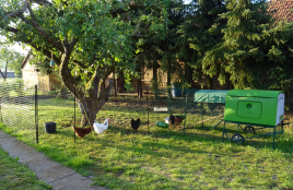 Omlet Green Eglu Cube Large Chicken Coop and Run with Chickens and Omlet Chicken Fencing