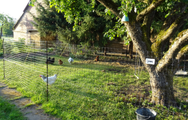 Omlet Chicken Fencing in garden