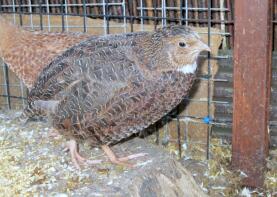 Quail Breeds 