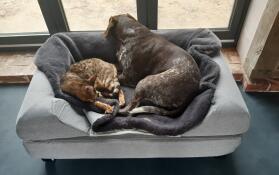 A cat and a dog sharing a grey dog bed with a bolster topper