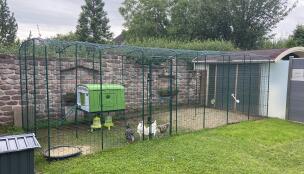 Chickens inside a large walk in run enclosure with Eglu Cube chicken coop in the background.