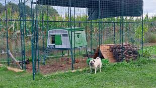 A pug standing next to the walk in run and eglu cube chicken coop.