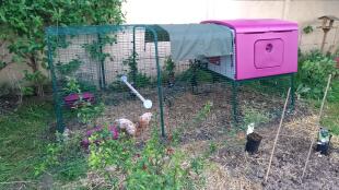 Excluded henhouse Cube with 3m enclosure