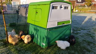 Omlet Green Eglu Cube Large Chicken Coop and Run with Chickens in garden