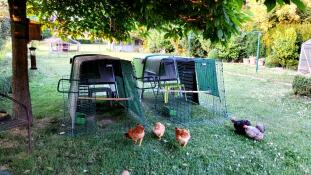 Two Eglu Cube chicken coops side by side with chickens in front of the runs.