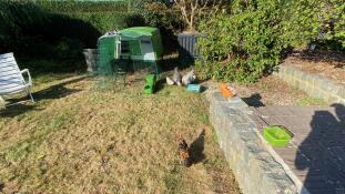 A large Eglu cube with a run and wheels at the back of a garden with chickens around it