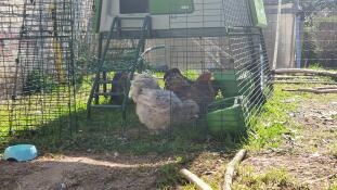 Three chickens pecking on some food inside the eglu cube run extension.