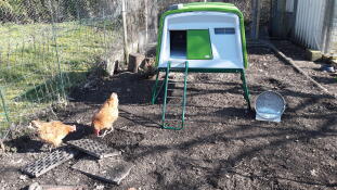 two orange chickens in a garden with a large green cube chicken coop