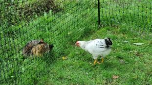 Two chickens separated by the chicken fencing in the garden.