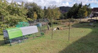 Chickens roaming surrounded by chicken fencing