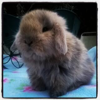 Mini Lop For Sale | Rabbits | Breed Information | Omlet