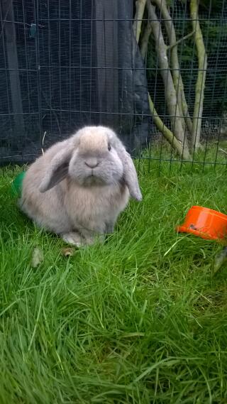 Mini Lop For Sale | Rabbits | Breed Information | Omlet