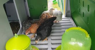 Six chickens eating chicken feed inside a green Eglu Cube chicken coop.