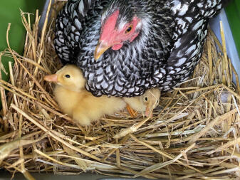 Adoptive chicks