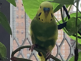 Lemon outside on a hot summer day 