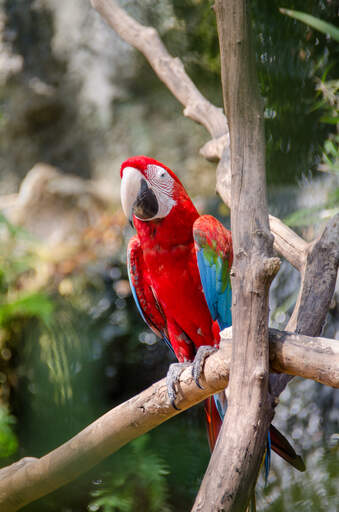 Scarlet Macaw Parrots Parrot Breeds