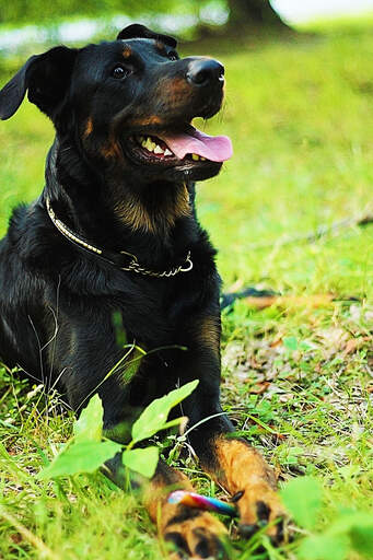 Beauceron golden retriever sales mix