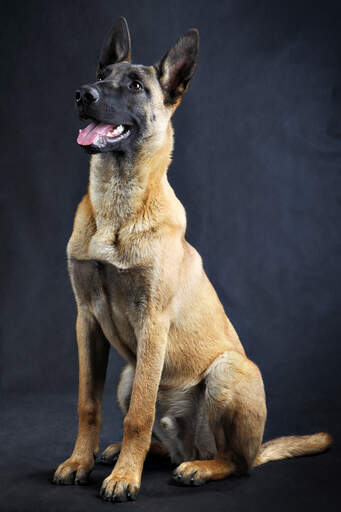 Guard store malinois dog