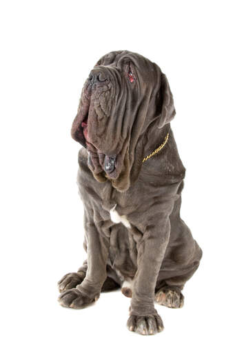 Neo sales mastiff temperament