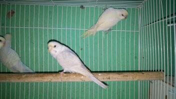 Budgie Varieties | Varieties and Types | Budgies | Guide | Omlet UK