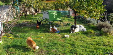 a large green cube chicken coop in a garden surrounded by chickens and a large dog