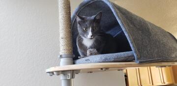 A cat nestled in the felt den attached to the indoor freestyle cat tree.