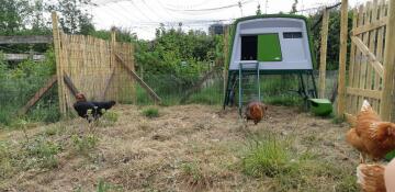 A flock of chickens standing outside their Eglu chicken house.