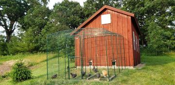 Omlet Walk in Chicken Run connected to Wooden Chicken Coop