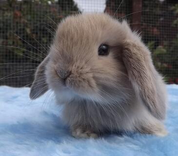 Mini Lop For Sale | Rabbits | Breed Information | Omlet