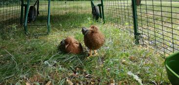 two chickens in a run attached to a cube chicken coop