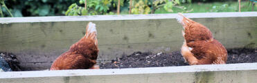 Veg bed.. just dug over