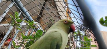 Parakeets are such striking birds!