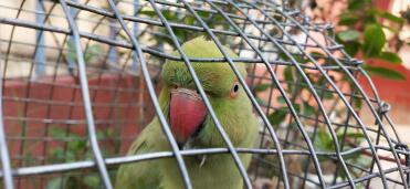 Parakeets are such pretty birds!