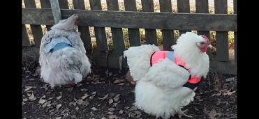 Chickens with Hi-Viz Chicken Jackets On